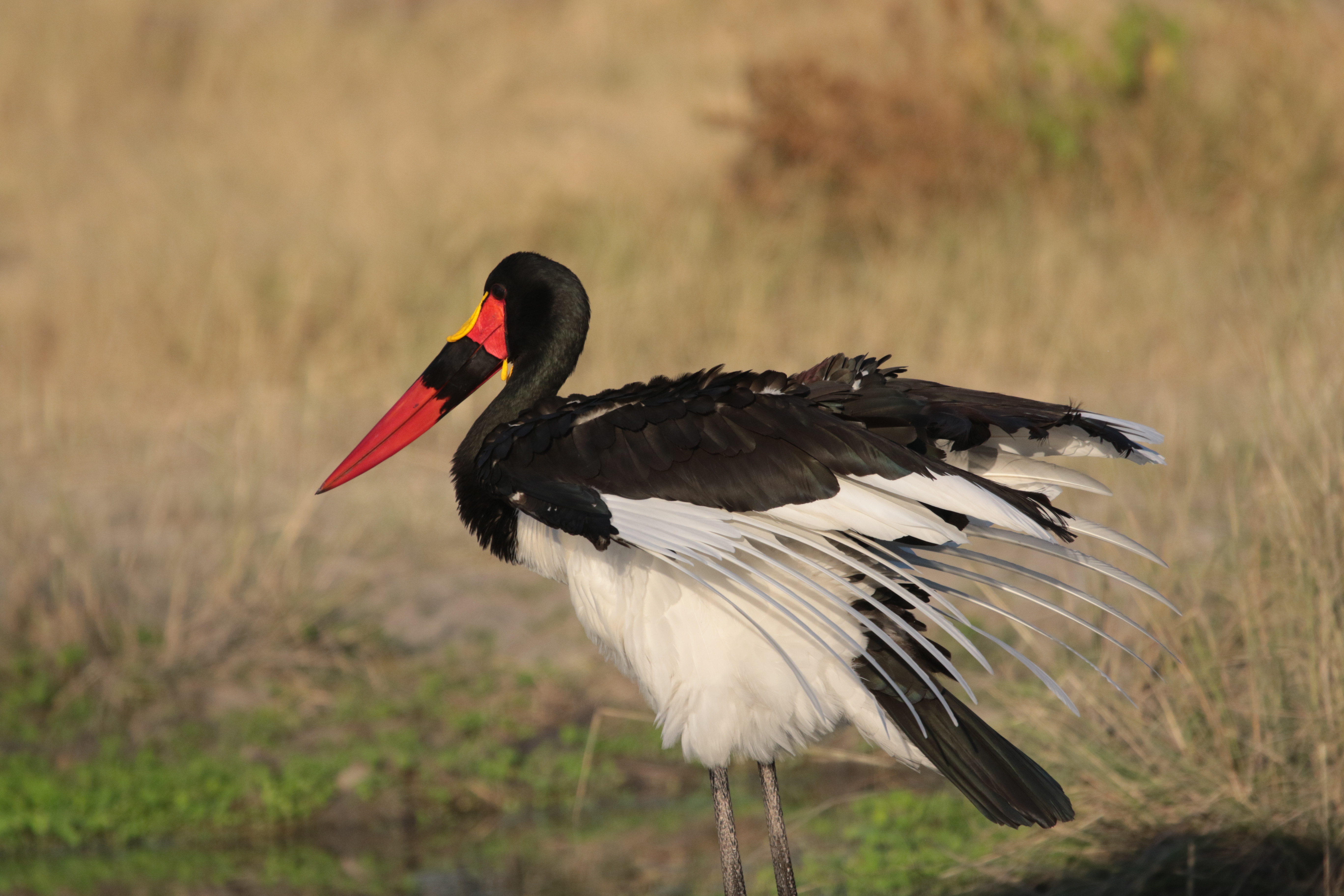 bird 7