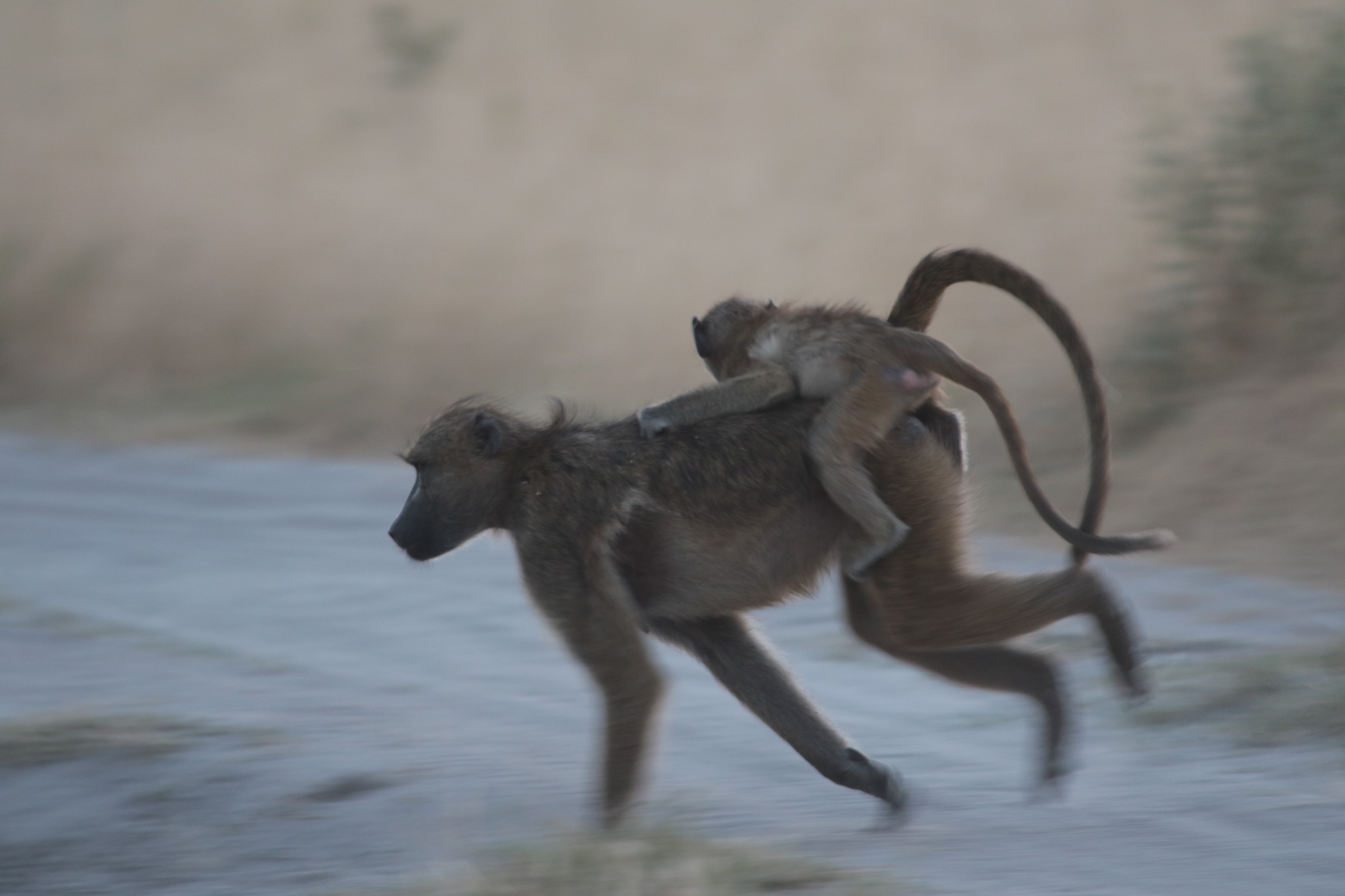 baboon 2