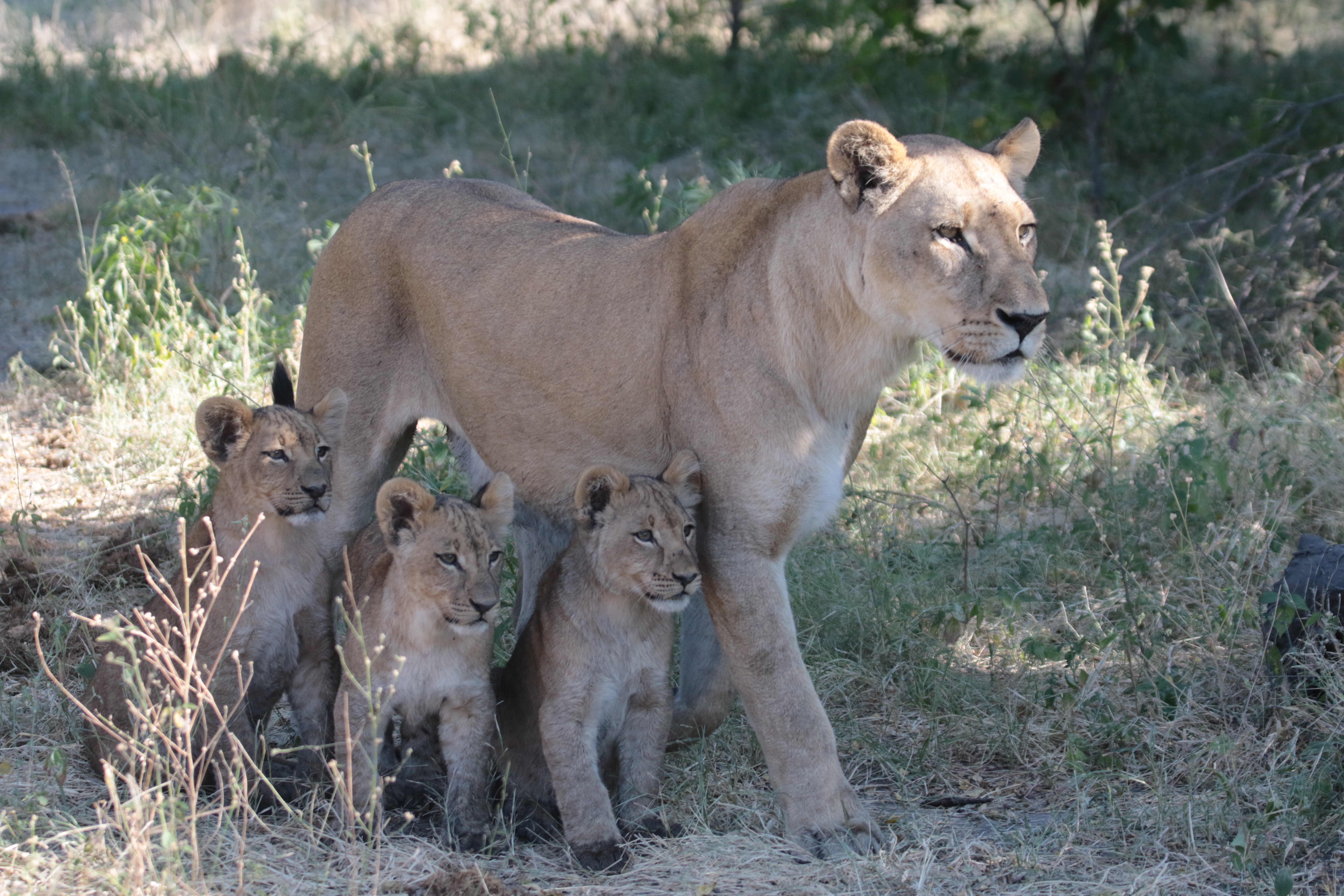 lion