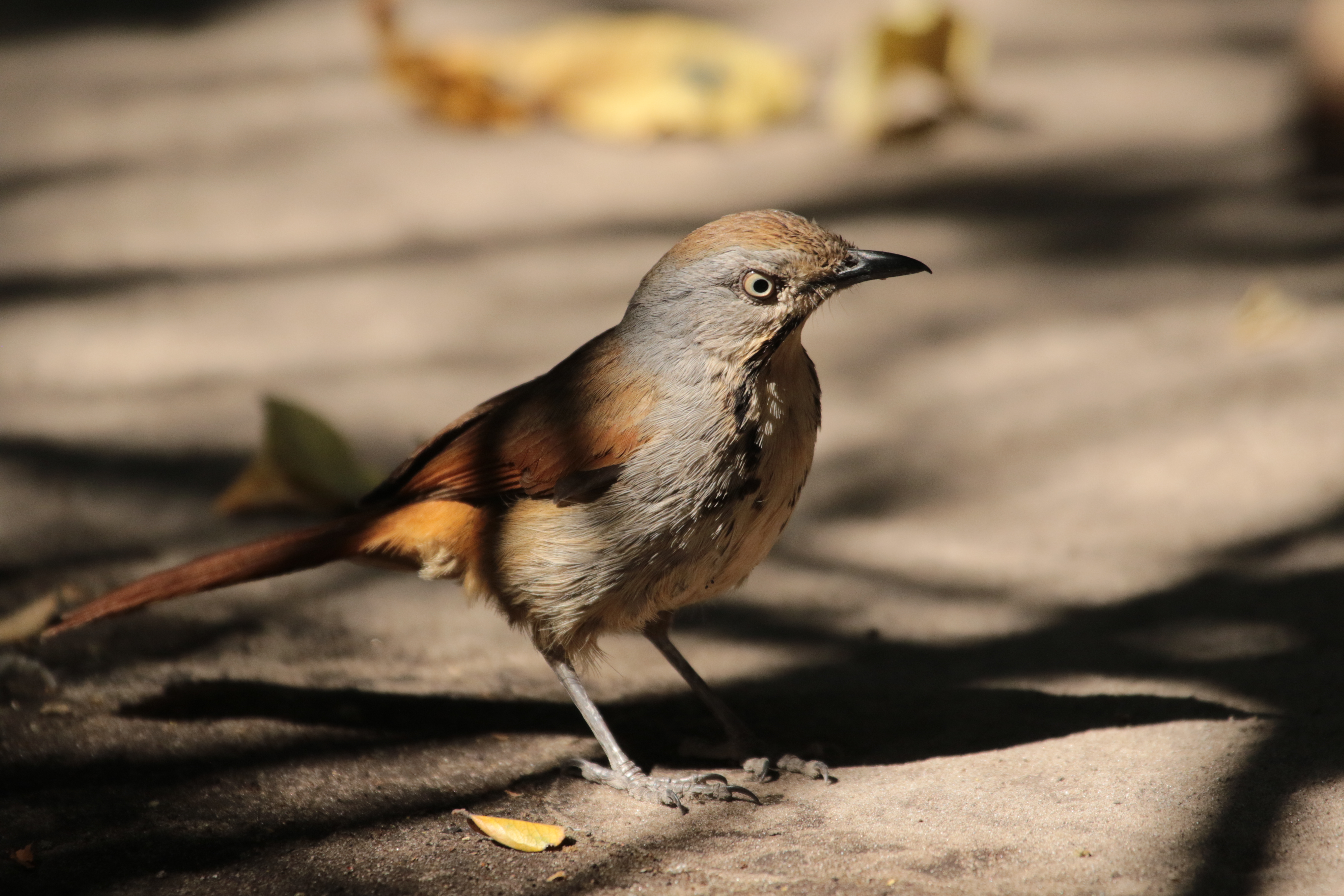 Bird 4
