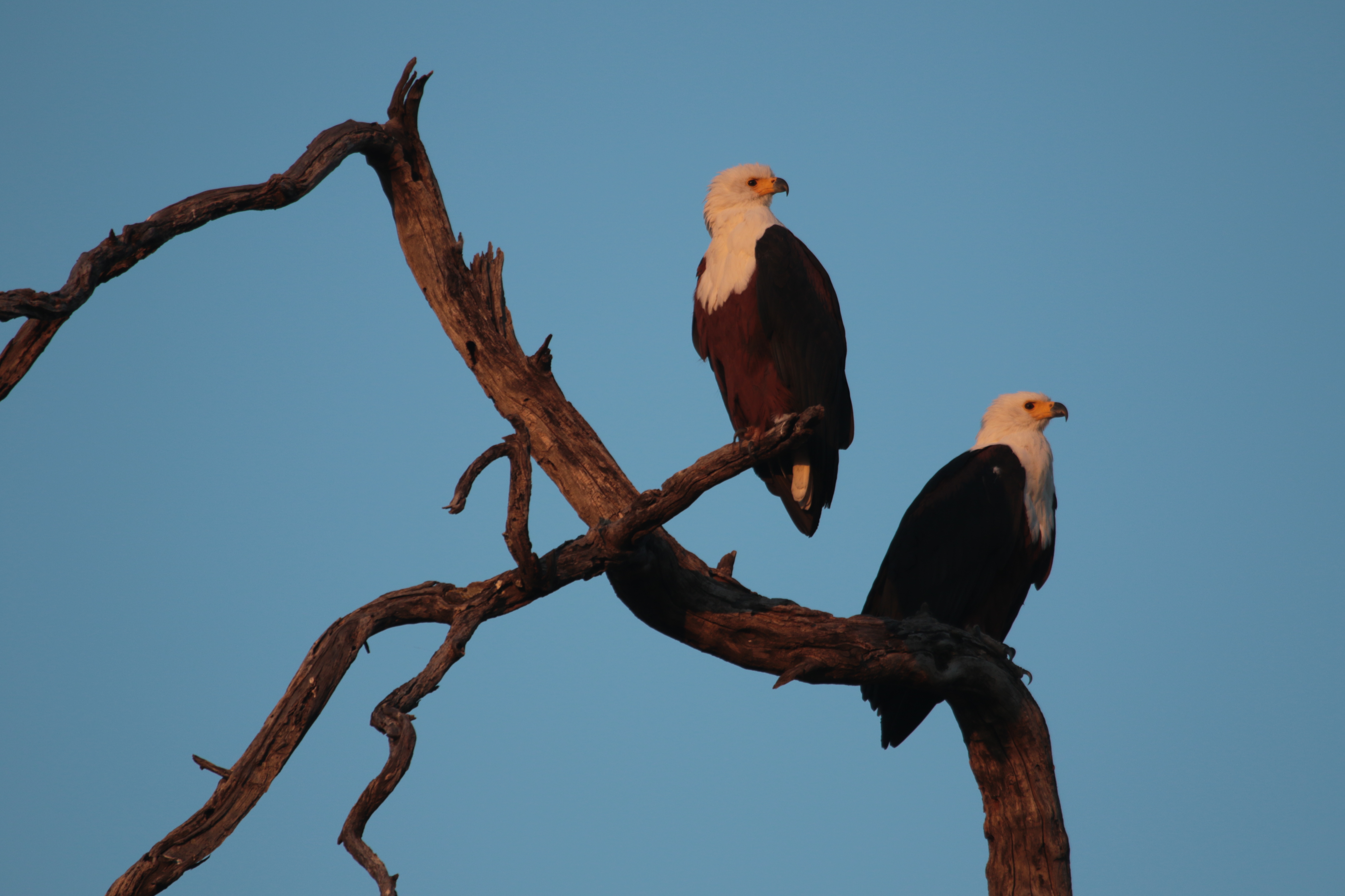 Two birds