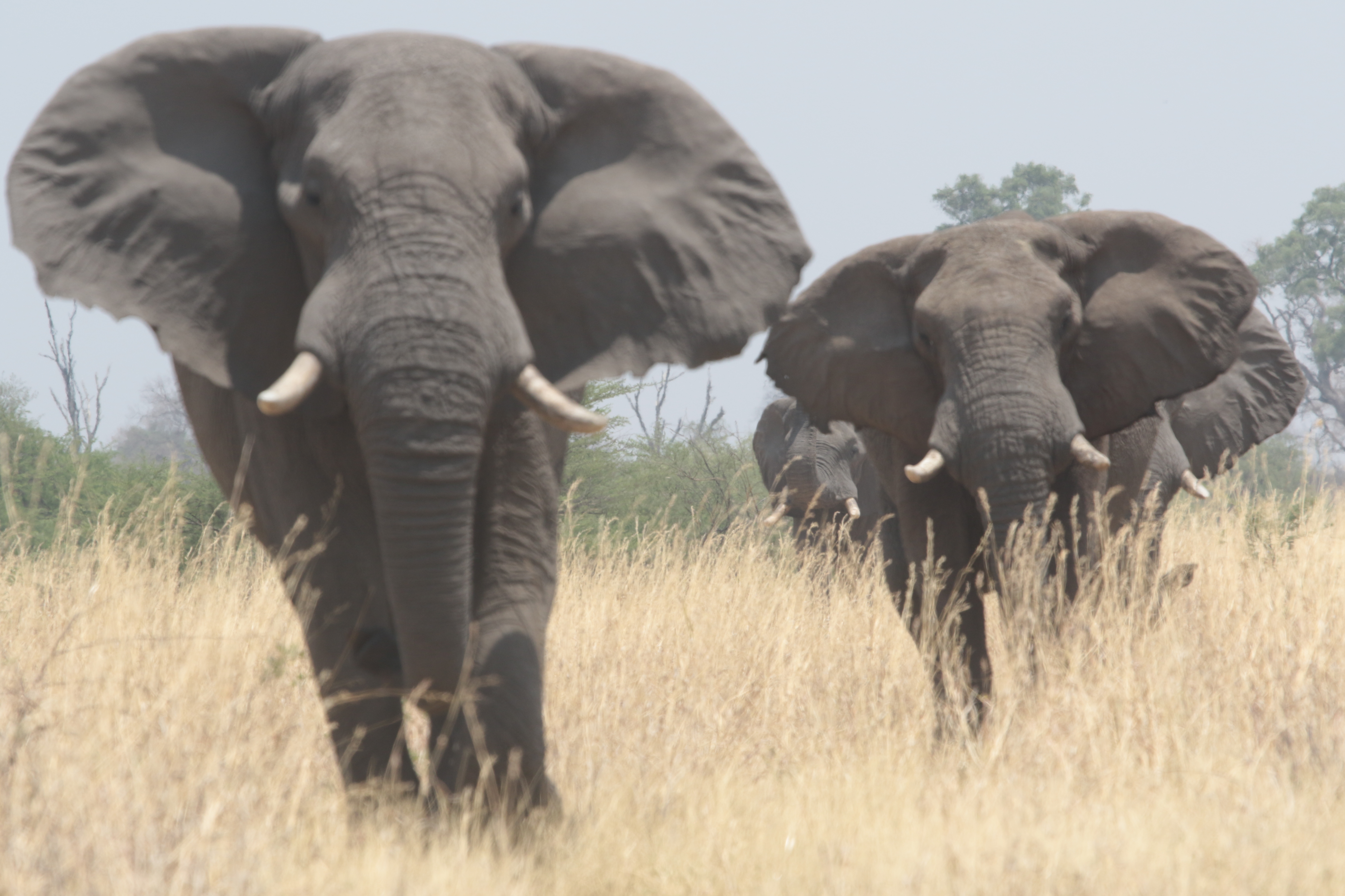 Elephants