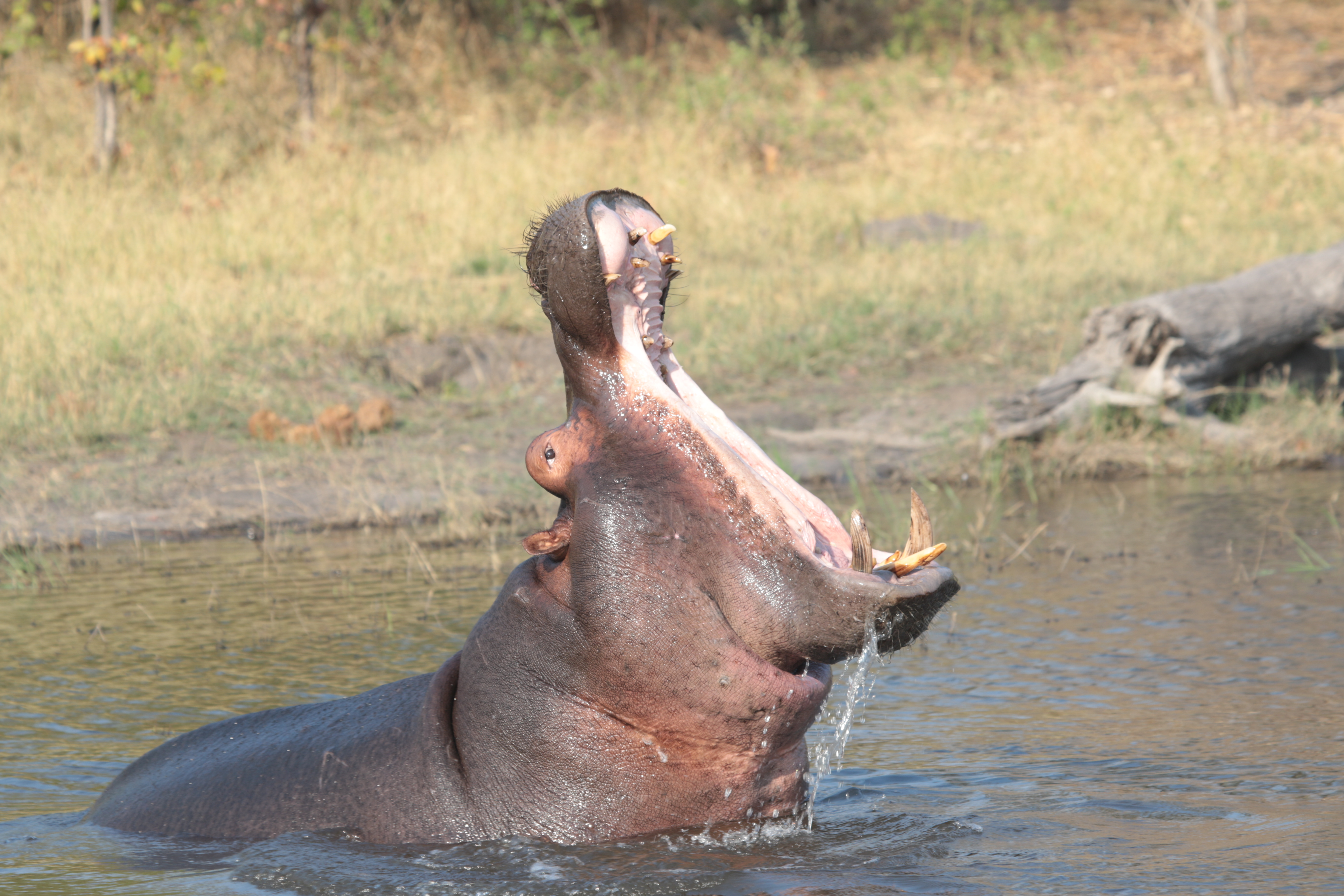 Hippo