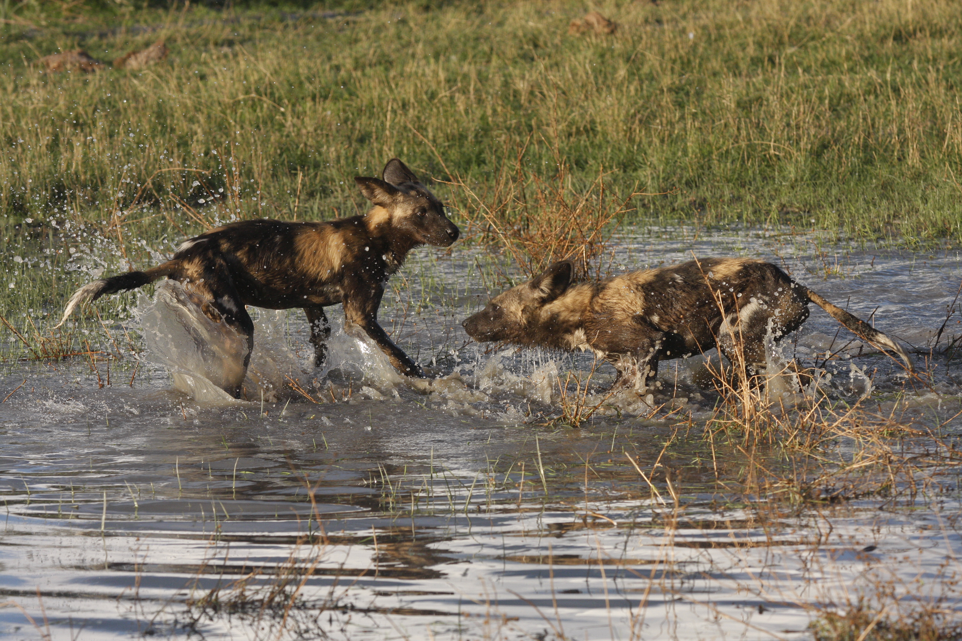 dogs playing