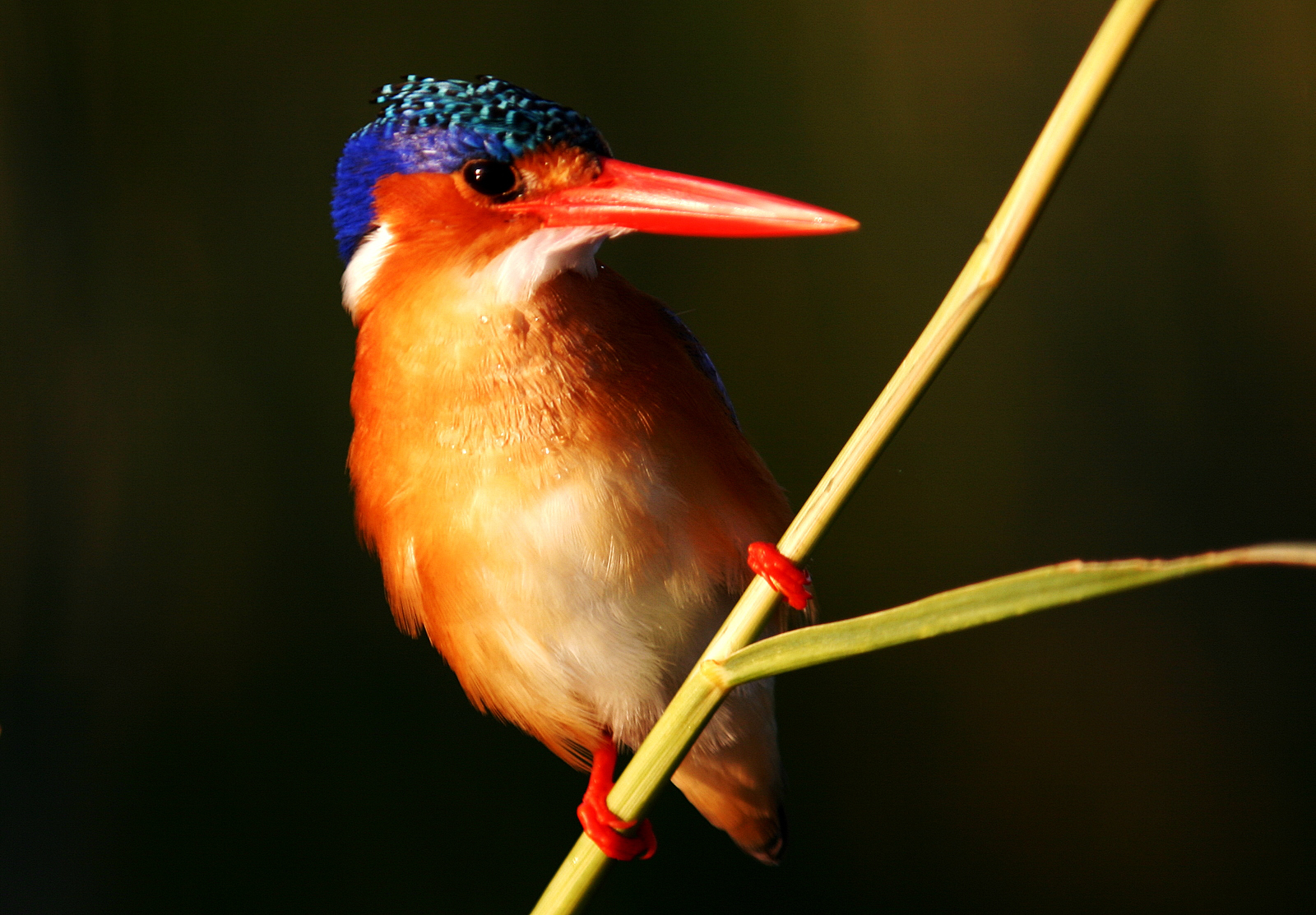 Bird1