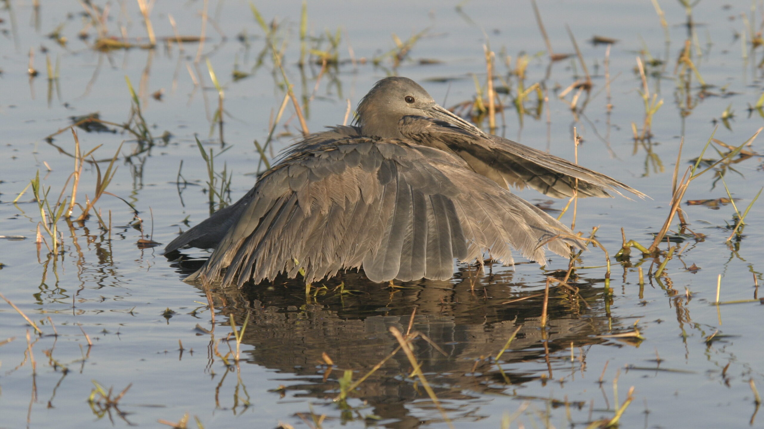 Bird 2